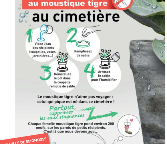 Moustique cimetière