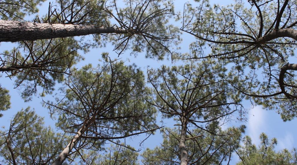 forêt