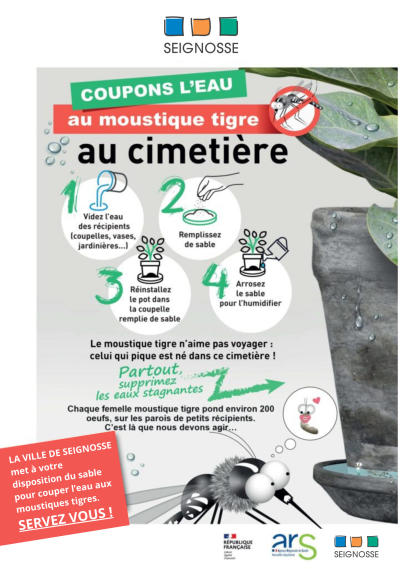 Moustique cimetière