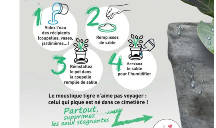 Moustique cimetière