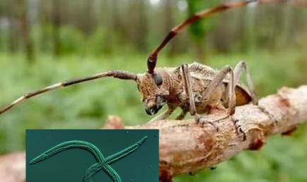 Nematode et Monochamus